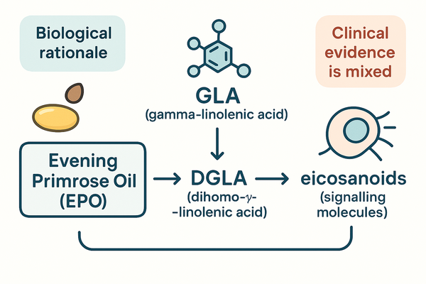 Evidence map of evening primrose oil benefits for women’s health concerns